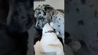 Laughing Paws: Hilarious Pet Capers