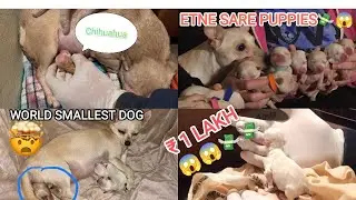 CHUE NE DEYE PUPPIES || WORLD SMALLEST DOG CHIHUAHUA 😱😱❣️❣️