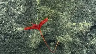 NA167_H2075_2of9_20241106T011302Z | Nautilus Live