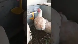 #hens #broilers #cutiees