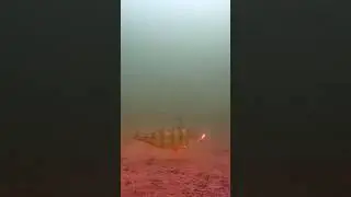 Ух! Похищение жёлтого окуня!