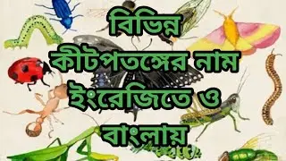 বিভিন্ন কীটপতঙ্গের নাম ইংরেজিতে ও বাংলায়।। Insects names in english and Bengali // #gkenglish