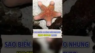 sao biển: kh&ocirc;ng n&atilde;o nhưng h@ck game s1 sever #BEM88 #saobien #fact #sea #cute