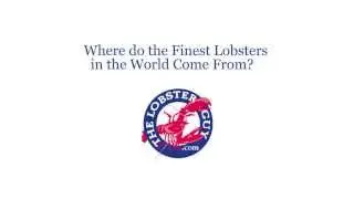Where do the finest Lobsters in the world come from?