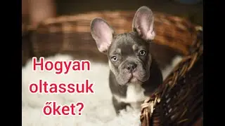 Mennyiszer, miért és mikor oltsuk a kutyákat?