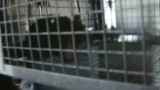 Mouse Caught in Happy Trap Live Trap