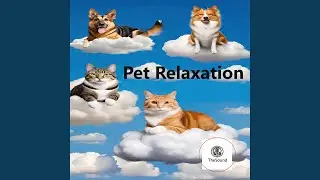 Cat Calm