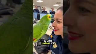 Este Loro RECHAZ&Oacute; un Beso en la Comisar&iacute;a 😂🦜💄 | Lorosinfiltro