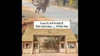 Tiger spotted in Pench National Park before reaching Turia Gate Public road show Tiger 2026 January
