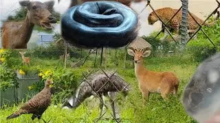 Manipur Zoological Garden//Manipur Zoo//Exploring Manipur Zoological Garden