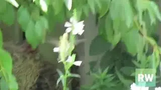 a humming bird among obedient plants