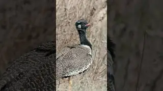 The Southern black korhaan. South African birding #birding