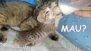 Lonely Orphan Kitten Drinks Milk in Foster Mom Cat's Safe Paws 😿 | POOR KITTEN Nursed by Big Cat