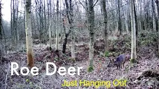 Scottish Roe Deer