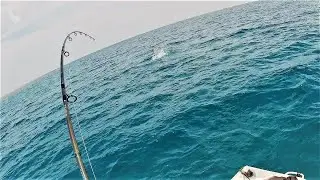 Catching Jobfish / Mekoua on popper | Solo Top Water Fishing