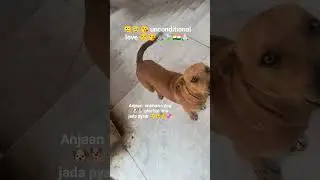 #funnydogs#funnydog#dogfriendly#dogfunny#fun#masti#doglove#unconditionallove#doglove#dog#doglife#my