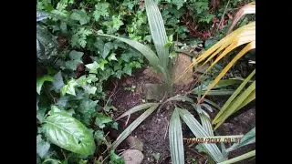 Dwarf Palmetto palms planted as seedlings in the North