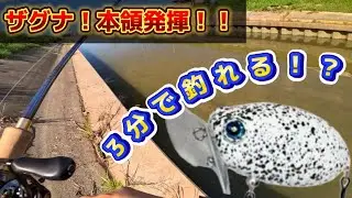 ナマズ用ルアー！ザグナ実釣レビュー（後編）河川、ザグナの本領発揮！？ノーカット釣行！