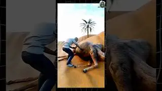 Don't go near after camels death.