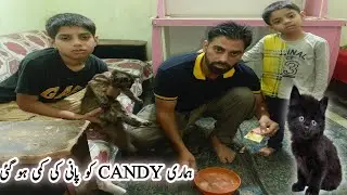Candy🐱ko pani ki kami kese ho gai? Konsa injection pilaya, #paltumastiwithwalli #petvlogging