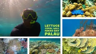 Snorkel Lettuce Coral Wall Palau | Kayaking Nikko Bay Palau | Paddling Palau
