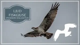 Ljud av: Fiskgjuse - osprey - Fischadler - Pandion haliaetus