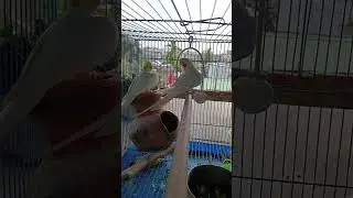 Bathing and Singing cockatiels#singingbirds#birdsbath#bathingparrot#shortvideo#viralvideo#shortfeed