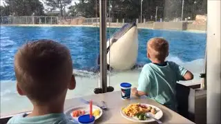 Dine With Shamu--Coolest Dinner Ever at Sea World