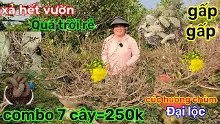 🌲30-1☎️vườn mai Cô Phương☎️mai ghép chơi tết🌲chật vườn bán rẻ🌲xả combo 7-8 cây=250k bao ship 