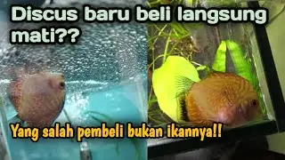 Kesalahan Fatal Yang Sering Dilakukan Penghobi Ikan Discus Pemula