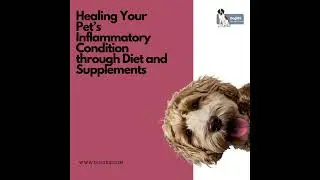 Crafting Your Pet's Anti-Inflammatory Diet