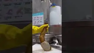 The Strange and Fascinating Geoduck Clam