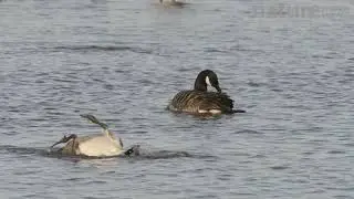 Canada geese preening and bathing by somersaulting, Gloucestershire, England, UK