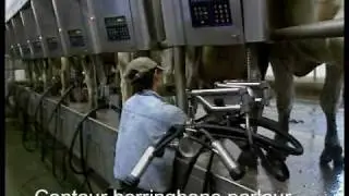 DeLaval Contour&trade; Herringbone Parlour | USA | DeLaval Automated Milking Solutions | DeLaval