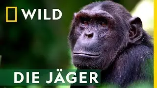 Jagd auf entfernte Verwandte | Afrikas tödlichste Jäger