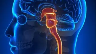 BRAINSTEM EXPLAINED | MIDBRAIN, PONS & MEDULLA 🧠
