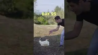 Who wants chicken for dinner?