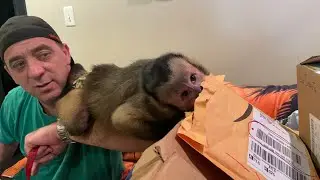 Письмо от фаната обезьяны-капуцина! С днём рождения! Часть 1