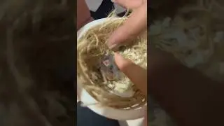 #cockatiel #birds #parrot #pets #cute #avianadventures #featheredcompanions #cockatielcraze