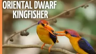 The Oriental Dwarf Kingfisher- Fascinating and Rare Footage | Full Documentary
