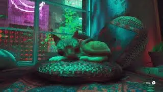 Stray All Sleep Locations, Most Beautiful Spots!!!