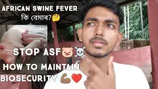 African Swine Fever, How to maintain Biosecurity, Pig Farming #biosecurity #africanswinefever