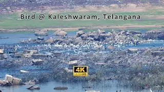 Birds Cooperative Hunting Behavior @ Kaleswaram, Telangana #BirdsHunting