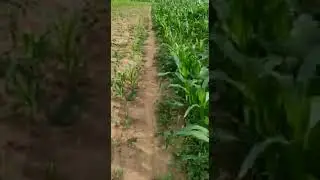pupuk eco farming emang super joos