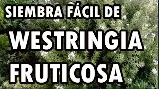 WESTRINGIA FRUTICOSA