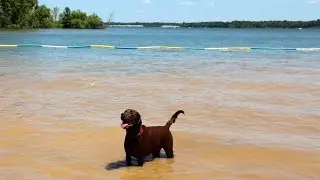 Rump Shakin' Dog Beach Summer Fun