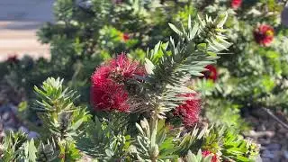 Обзоры растений в Аризоне - Каллистемон виминалис &lsquo;Little John&rsquo; (Callistemon viminalis &lsquo;Little Jo...