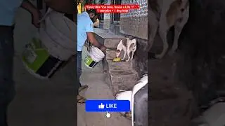 street dog feeding! Dog food donation ! #dog #animals #humanity  #shortsfeed #shorts #viraldog #pets