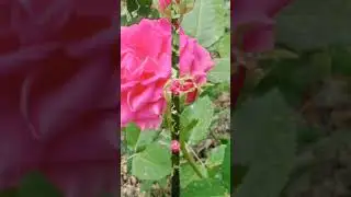 spring season #flower #vehari #GGCWvehari