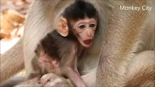 Little monkey Bronco happy and warm when living with mom